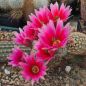 Preview: Echinocereus dasyacanthus (Lajitas)